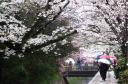 mijsakura.jpg