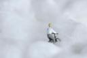 velocipede.jpg